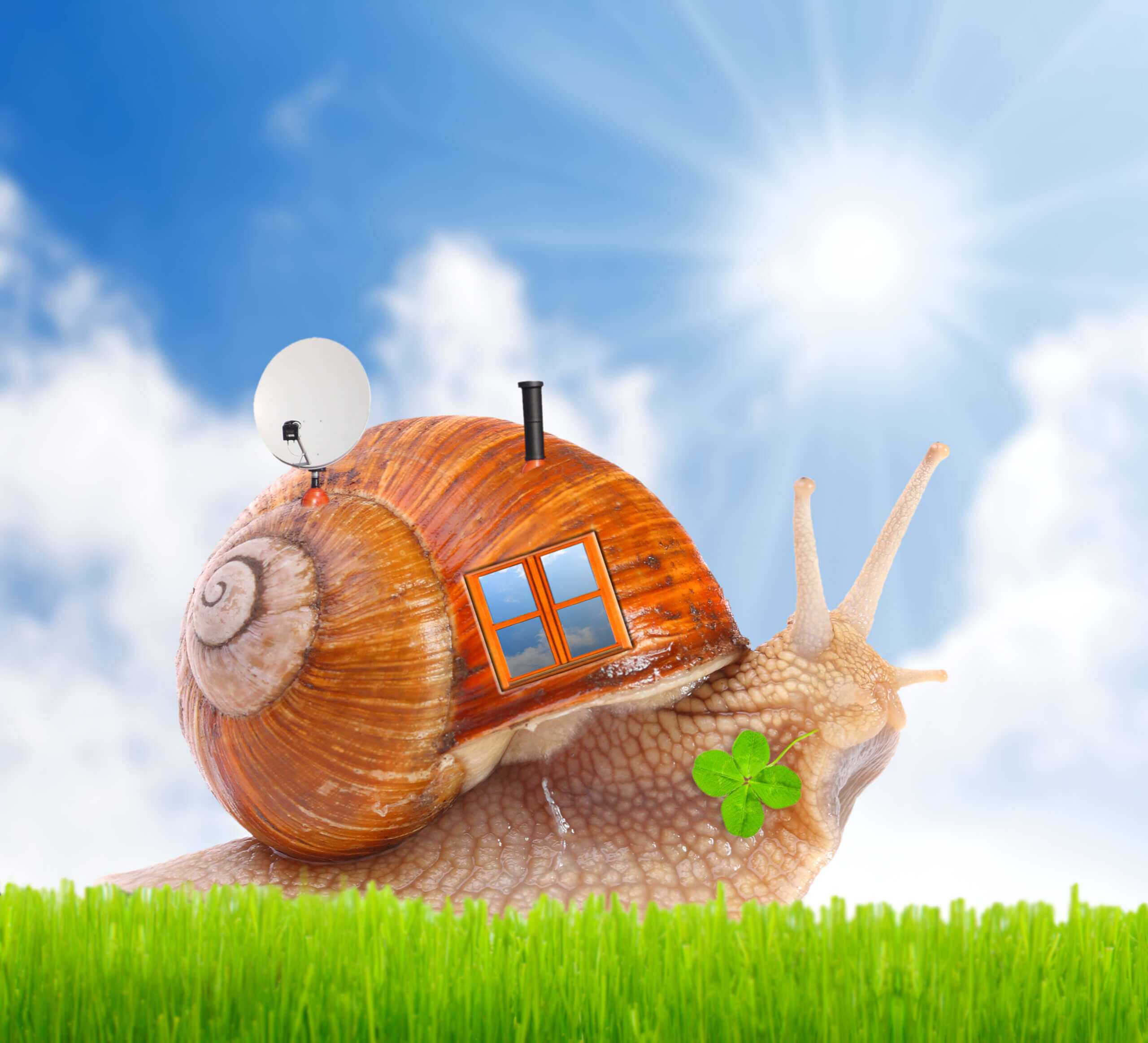 The snail with his mobil home on the road. Promoting to buy insurance shopping online